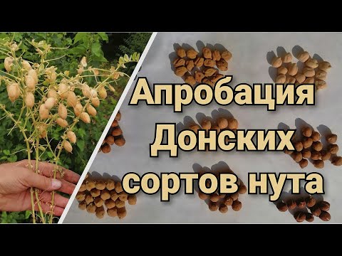 Видео: Нут.  Перспективные сорта для возделывания. Нут при No-Till.