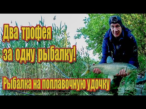 Видео: Два трофея за одну рыбалку! Рыбалка на поплавочную удочку /// Рыбалка на Кубани 2022 /// Выпуск № 25