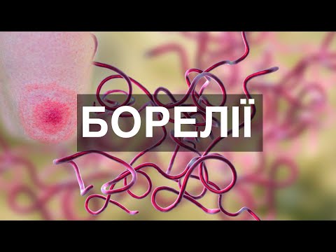 Видео: Поворотний тиф, хвороба Лайма / Борелії (Borrelia)