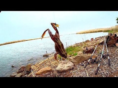 Видео: ТОЛЬКО СТЕМНЕЛО И ПОПËРЛО!!! РЫБАЛКА С НОЧËВКОЙ НА СОМА!