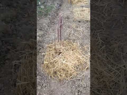 Видео: 26 марть Акча таап акыл таппаган багбан туугандарга.