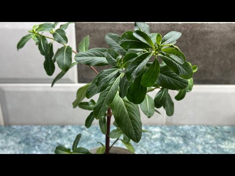 Видео: Эксперимент с катарантусом! Что будет после обрезки?