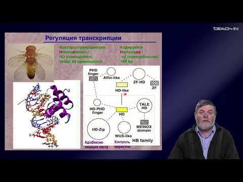 Видео: Чуб В.В. - Молекулярная генетика развития растений - 2. Регуляция экспрессии генома