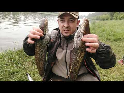 Видео: Ловля сома донками. Рыбалка с ночевкой на канале имени Москвы.