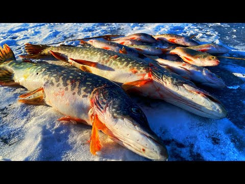 Видео: первый лед 2024 2025 ИНСПЕКЦИЯ ШМОНАЕТ ВСЕХ! рыбалка на жерлицы
