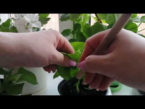 Видео: Укореняем петунью 🌷🌷🌷