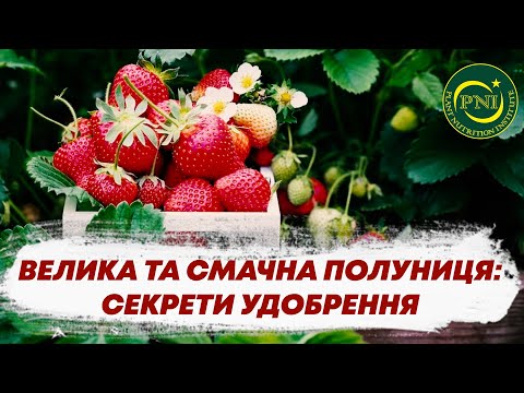 Видео: АРОМАТНА, КРУПНА та СМАЧНА ПОЛУНИЦЯ: дієві ПОРАДИ | Залізо в удобренні полуниці