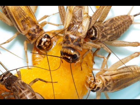 Видео: ДОМОВЫЕ СВЕРЧКИ. РАЗВЕДЕНИЕ. СОДЕРЖАНИЕ.