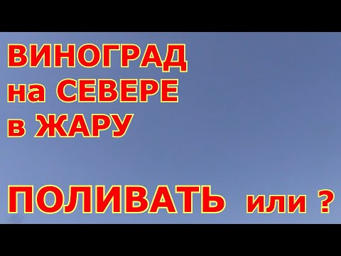 Видео: ВИНОГРАД на СЕВЕРЕ в ЖАРУ. Когда ПОЛИВАТЬ ВИНОГРАД
