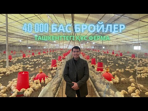 Видео: 40 000 бас бройлер асырайтын құс фермасы. Тауық бизнесі
