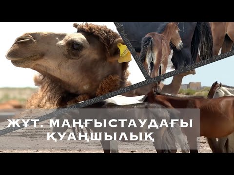 Видео: ЖҰТ. МАҢҒЫСТАУДАҒЫ ҚУАҢШЫЛЫҚ