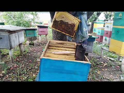 Видео: Отбор меда с лежаков
