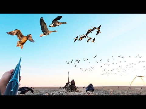 Видео: ОХОТА, О КОТОРОЙ МЕЧТАЛ! Гуси падали в скрадок. Настоящее охотничье безумие, гуменник, серый....