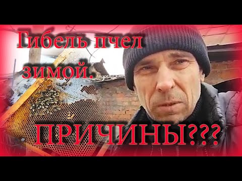 Видео: Размышления о причинах гибели пчел этой зимой.