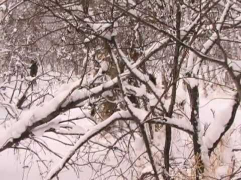 Видео: Охота и рыбалка в Якутии - Охота на волка
