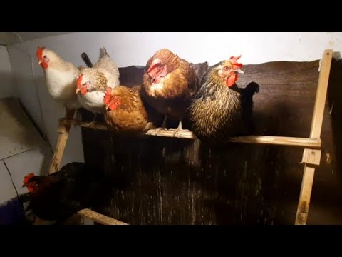 Видео: Сбор Яиц 🥚 Подвела итоги за месяц 💵