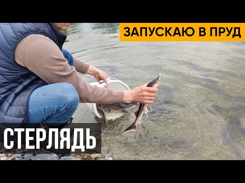 Видео: Стерлядь. Запускаю 40 килограмм стерляди в пруд.