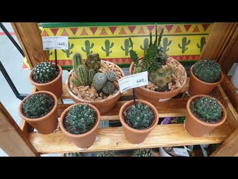 Видео: Цветочный Рай в Бауцентре