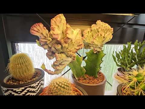 Видео: КОМНАТНЫЕ РАСТЕНИЯ ОБЗОР #nature #plants #top #garden #