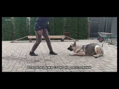 Видео: До после курс «ФанДогс» онлайн | ВЕО Лу комплекс без продвижения