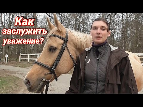 Видео: Как заслужить уважение лошади?