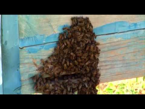 Видео: Аз як оила 40кг асал мегирам