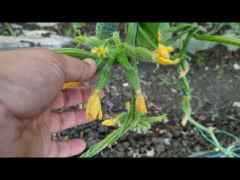 Видео: Огурец Кураж, Мадейра и Фрост (Корвин F1), в сравнении.