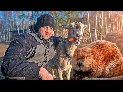 Видео: Волки съели домашнюю свинью, а хуторяне съели дикого бобра. На поиске свиньи поставили крест