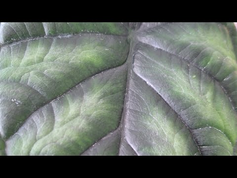 Видео: Комнатные растения, пересадка, грунд,новинки🪴🪴🪴