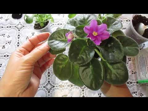 Видео: Как правильно рассадить многодетные листочки фиалки.Как рассадить деток фиалки.