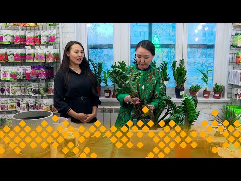 Видео: «Кыыс сайын»   (18.10.24)