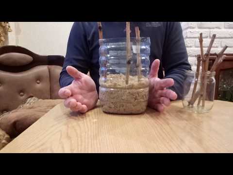 Видео: ПРОРАЩИВАНИЕ ЧЕРЕНКОВ ВИНОГРАДА В ОПИЛКАХ ( МОЙ ЛЮБИМЫЙ МЕТОД)