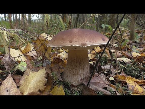 Видео: ПОСЛЕ ОБЕДА В ЛЕС ПО ГРИБЫ! БЕЛЫЕ ГРИБЫ ПОСЛЕ ГРИБНИКОВ ВСЁ РАВНО НАХОДИМ!