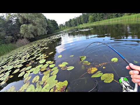 Видео: ВОЛОСЫ ДЫБОМ ОТ УВИДЕННОГО В КУВШИНКАХ! Рыбалка на спиннинг.