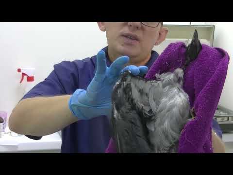 Видео: ШВО  Школа ветврача орнитолога Чугуевского.  Как можно определить травму крыла у птицы . 05.07.2024