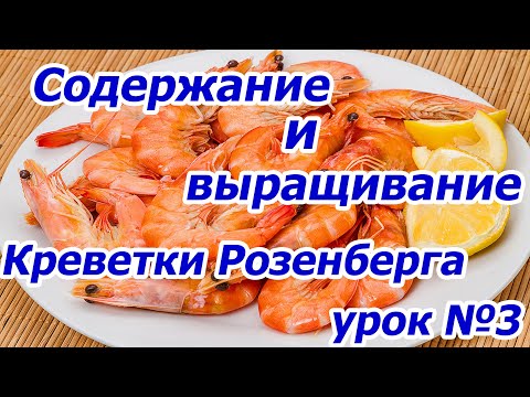 Видео: С чего начать, урок №4, содержание и выращивание Креветки Розенберга