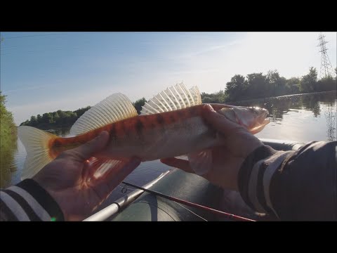 Видео: РЫБАЛКА НА СПИННИНГ. ЛОВЛЯ СУДАКА, ЩУКИ, ОКУНЯ В ИЮНЕ.