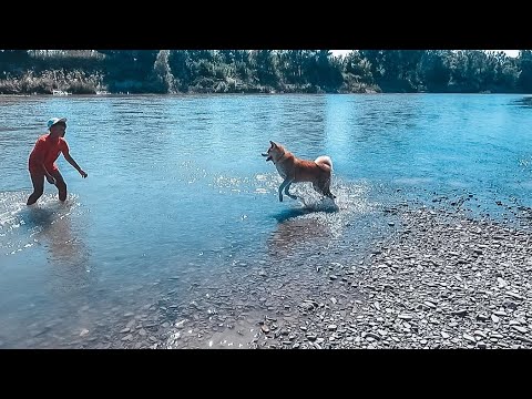 Видео: Акита Ину впервые купается!!!😎 Реакция собаки на воду. Прогулка с семьей