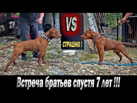 Видео: Очень ОПАСНАЯ встреча Братьев ПИТБУЛЕЙ спустя 7 ЛЕТ !!!  / Питбуль Муса VS Питбуль Арчи. Адреналин.