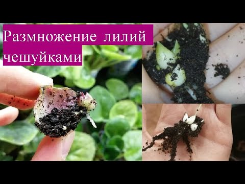 Видео: Размножение лилий чешуйками. Из одной луковицы - 10 новых. Самый простой способ.