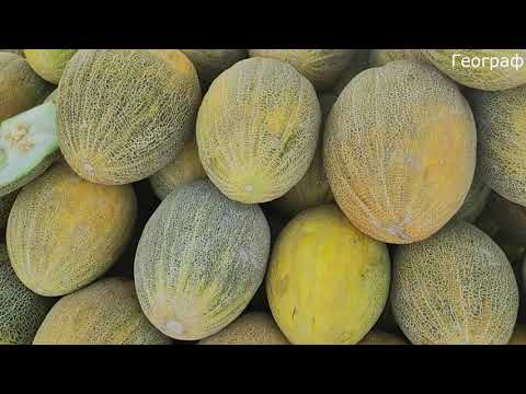 Видео: Арбузы и Дыни вдоль трассы Жиззах (УЗБЕКИСТАН)