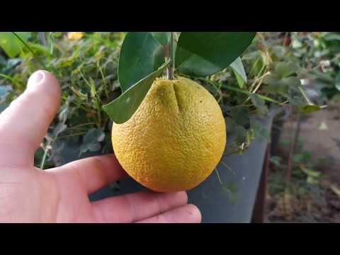 Видео: Апельсины разных сортов в теплице