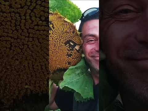 Видео: Рамеш Балсекар - Сознание говорит. Он не писал, он говорил.