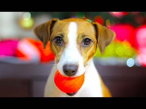 Видео: КАК НАУЧИТЬ СОБАКУ ПРИНОСИТЬ МЯЧ | КОМАНДА ОТДАЙ | ОБЗОР ИГРУШКИ ДЛЯ СОБАКИ - ЛАЙКЕР | Elli Di Pets