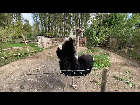 Видео: ТОО КУШТАР САТЫЛАТ ТЕЛ:0557303104