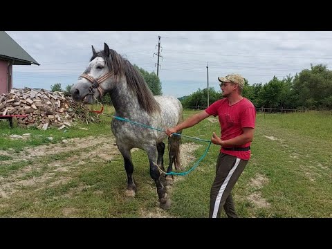 Видео: 📢📺Коні Закарпаття 👍жеребець на паровку💪 місто Тячів🔥💫💯