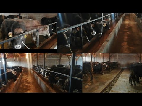 Видео: Бука🐂баксан🐃УШИНТИП БАК.👍80 баш бука баткан сарай.