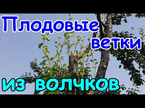 Видео: ВОЛЧКИ на деревьях - что с ними делать, как превратить в плодовые ветки. Жировые побеги - что это?