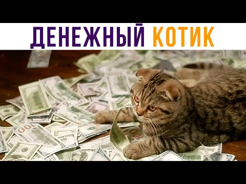 Видео: Вам повезло! Вы встретили денежного котика! Приколы | Мемозг #448