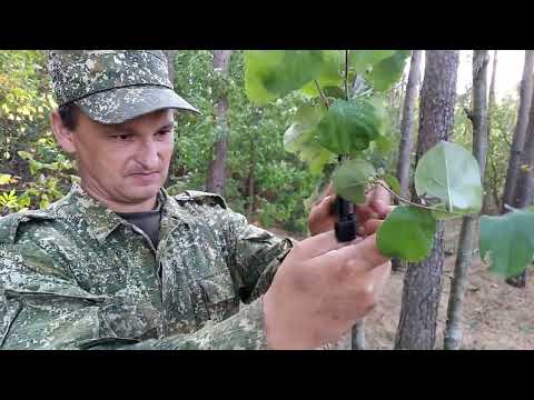 Видео: Прививка плодовых деревьев.